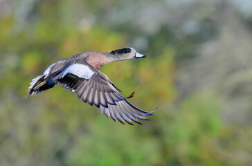 American wigeon (Mareca americana) drake flying over lake against trees, Galveston, Texas, USA.