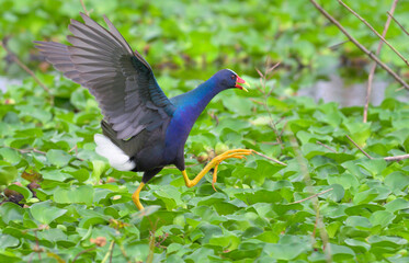 Purple gallinule (Porphyrio martinica) running with flapping wings throurg leaves of water hyacinth (Pontederia crassipes) on lake surface, Brazos Bend State Park, Texas, USA.