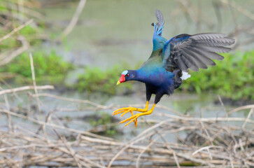 Purple gallinule (Porphyrio martinica) flying over lake, Brazos Bend State Park, Texas, USA.