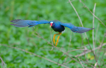 Purple gallinule (Porphyrio martinica) flying over lake, Brazos Bend State Park, Texas, USA.
