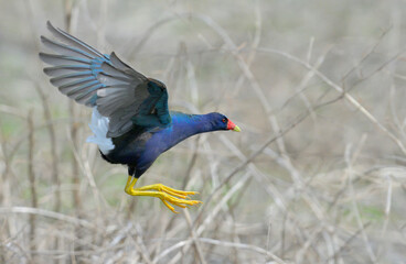 Purple gallinule (Porphyrio martinica) flying over lake, Brazos Bend State Park, Texas, USA.