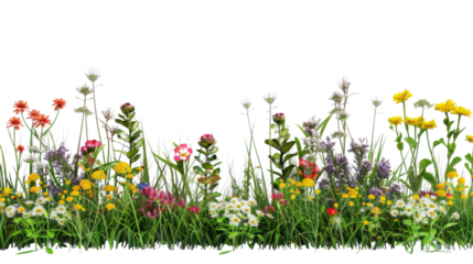 Flower garden, meadow, and grass on a white background, png transparent