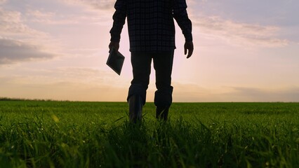 Male farmer silhouette with tablet going on green wheat field at sunset back view closeup