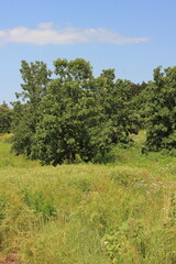 landscape with trees