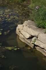 small lake in the forest