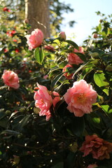 Gorgeous pink camellia tree in full bloom in close up.
