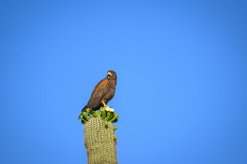 Hawk on a cactus