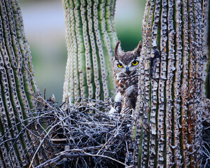 A great horned owl watching over her nest.