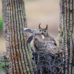 an owl protecting her nest