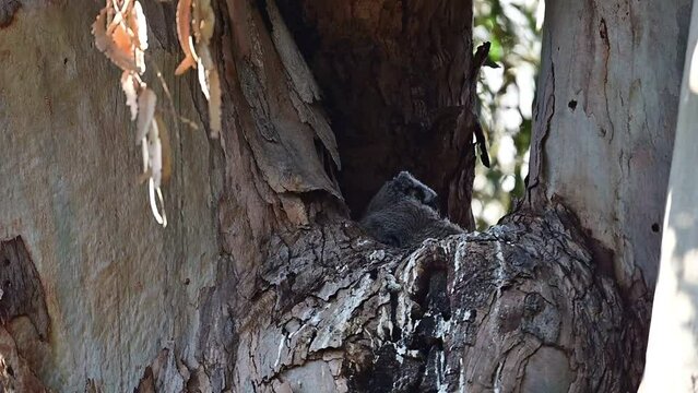Great-horned baby owls aka owlets playing in their nest