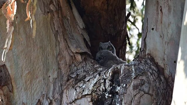 Great-horned baby owls aka owlets playing in their nest