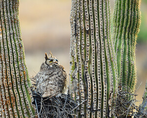 Great Horned Owl in nesting