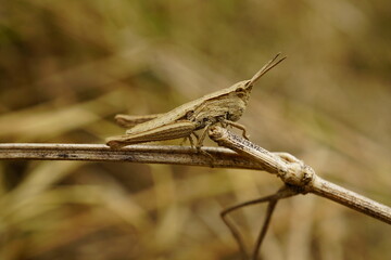 Close-up of grasshopper - Oxya chinensis Thunb