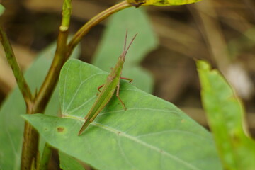 Close-up of grasshopper - Oxya chinensis Thunb