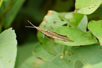 Close-up of grasshopper - Oxya chinensis Thunb