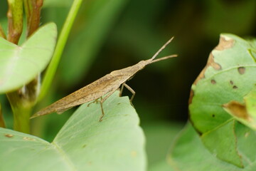 Close-up of grasshopper - Oxya chinensis Thunb