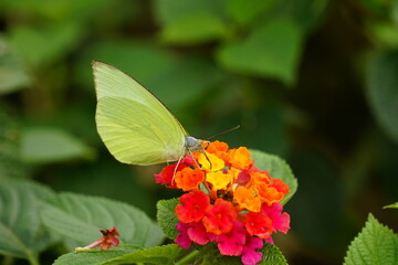 Close-up of butterfly