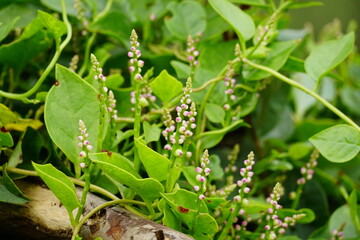 Close-up of Basella rubra flower