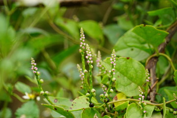 Close-up of Basella rubra flower