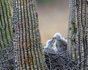 owlets in a nest