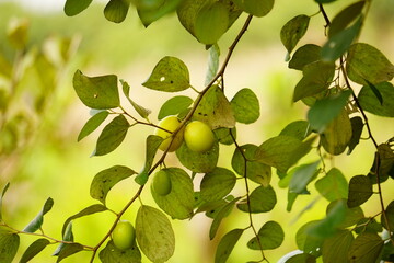 Close-up of Ziziphus mauritiana fruit