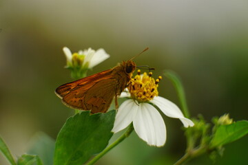 Close-up of butterfly