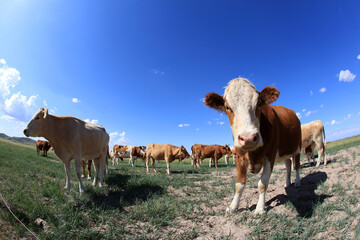 A herd of cattle on the prairie