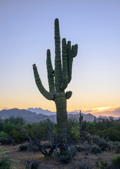 landscape photograph of a saguaro cactus with the Four Peaks mountains in the background. 