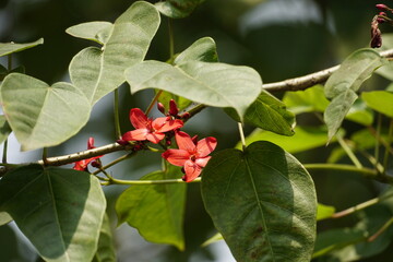 Close-up of Jatropha pandurifolia flower