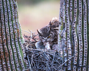 Owl feeding her offspring in a nest