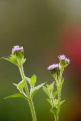 Close-up of Ageratum conyzoides flower