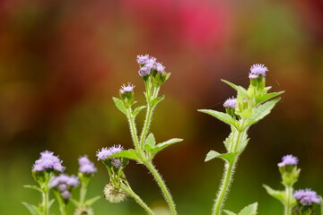 Close-up of Ageratum conyzoides flower