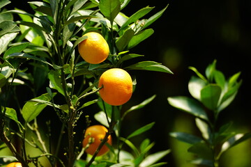 Close-up of Citrus × microcarpa fruit