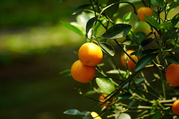 Close-up of Citrus × microcarpa fruit
