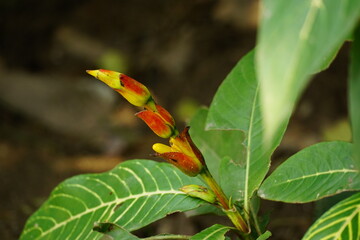 Close-up of Sanchezia flowers