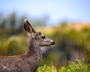 Young buck deer in the desert