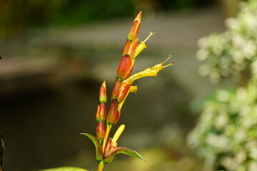 Close-up of Sanchezia flowers