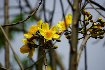 Close-up of yellow apricot flowers