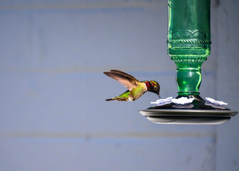 Hummingbird in flight feeding at a feeder