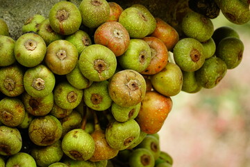 Close-up of Ficus auriculata fruit on the tree