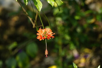 Close-up of red hibiscus flower
