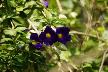 Close-up of Thunbergia erecta flower