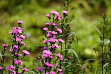 Close-up of Aster amellus flower