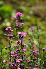 Close-up of Aster amellus flower
