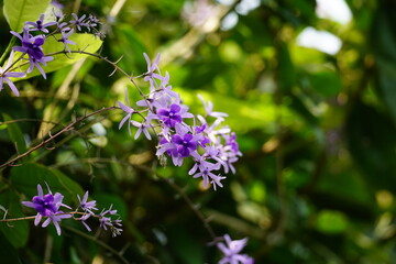 Close-up of Petrea volubilis flower