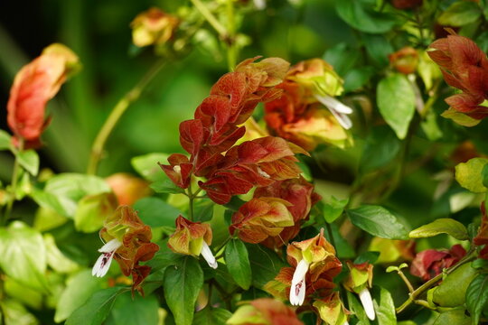 Close-up of Justicia brandegeeana flower