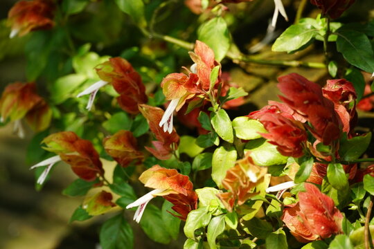 Close-up of Justicia brandegeeana flower