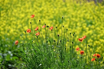 A spring scene in Japan with canola flowers in full bloom. Seasonal flower background material.