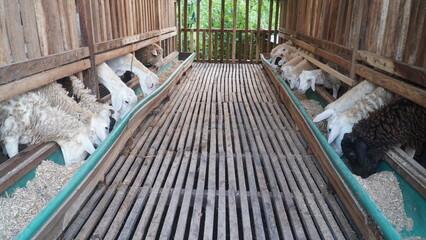 White goats in the farm cage are eating. Focus selected