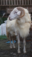 White goat with curved horns outside the cage. Focus selected